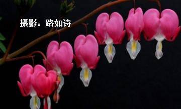 “赶春潮摄影配诗比赛”之“叛逆”作文