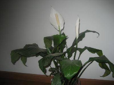 我家的绿色植物作文