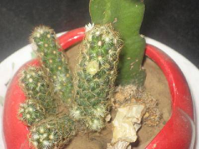 我家的绿色植物作文