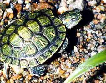 我的新朋友—小乌龟西西作文