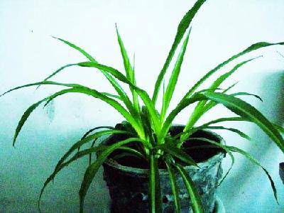 我家的“空中花卉”作文