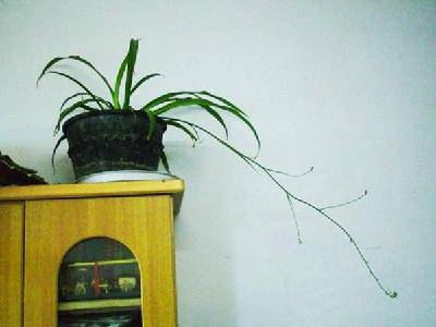 我家的“空中花卉”作文