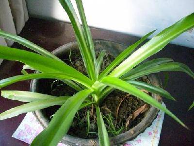 我家的“空中花卉”作文