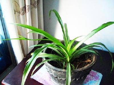 我家的“空中花卉”作文