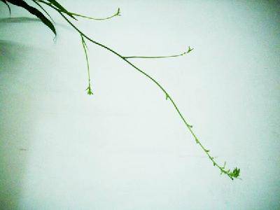 我家的“空中花卉”作文