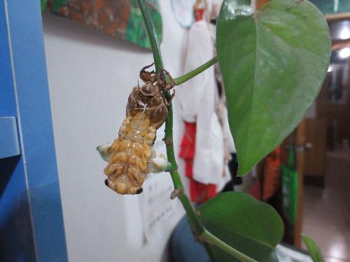 知了蜕变记作文