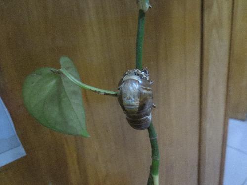 知了蜕变记作文