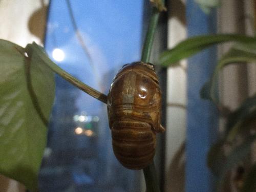 知了蜕变记作文