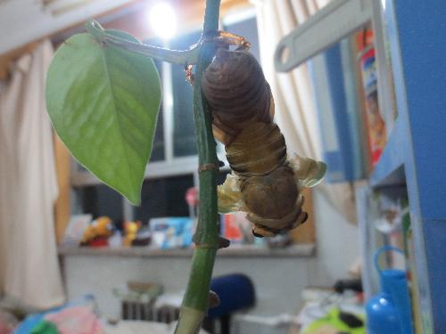 知了蜕变记作文