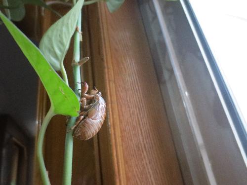 知了蜕变记作文