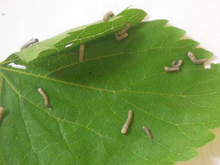 我的蚕宝宝(观察日记二)作文