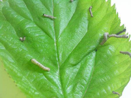 我的蚕宝宝(观察日记二)作文