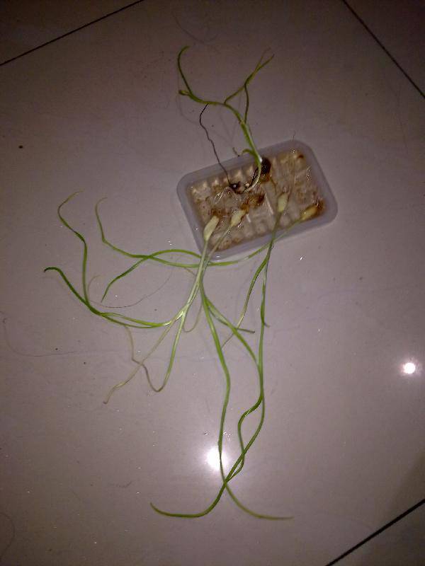 [ö]ֵ{ռ