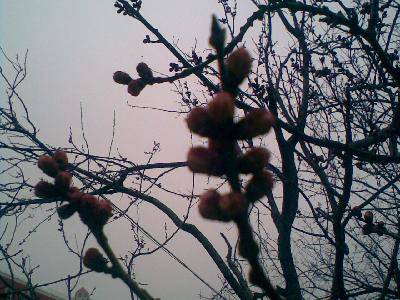 让自己的梦想发芽作文