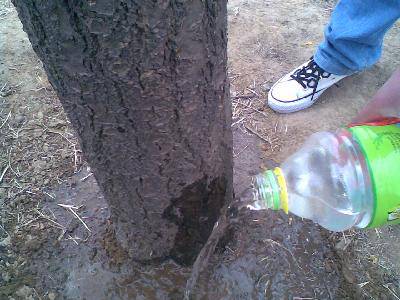 让自己的梦想发芽作文