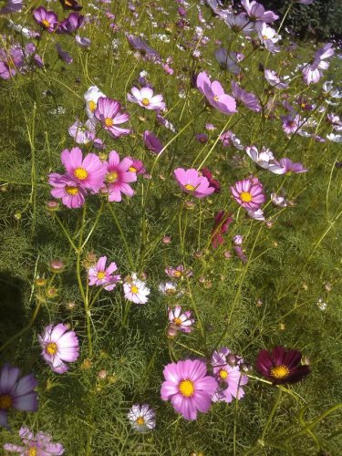 友兰湿地公园作文