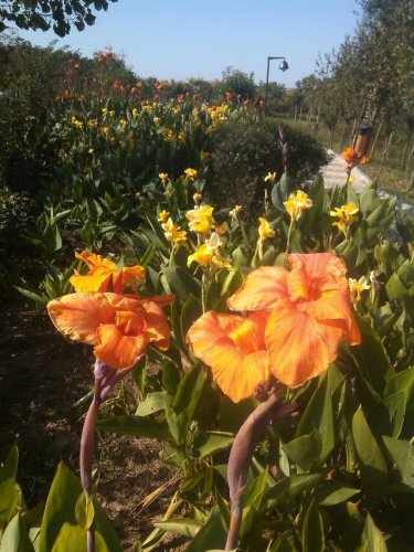 友兰湿地公园作文