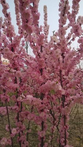 生活中的数学作文