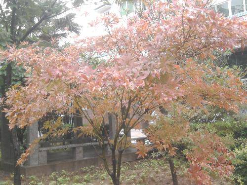 漫步蒙蒙细雨中作文