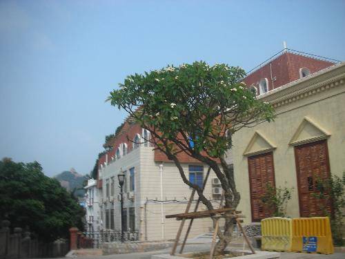 我的夏令营之旅(二)——寻梦鼓浪屿作文