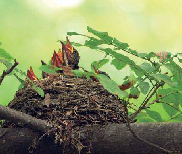 智救小燕子(看图作文)作文