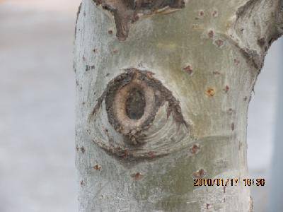 Ȼĺ
