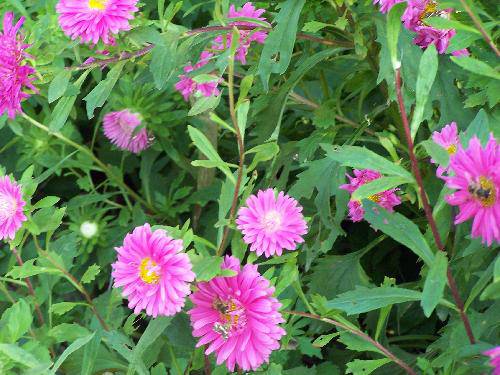 繁花点点庆国庆作文