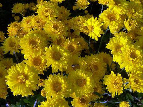 繁花点点庆国庆作文