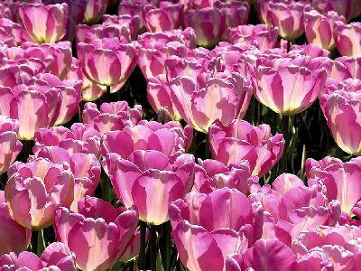 “遥控器”何时失灵作文