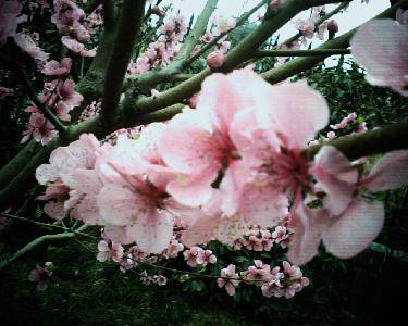 һ俪