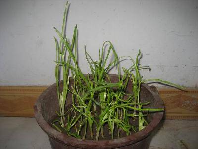 糴