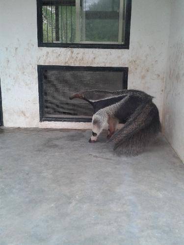 上海游记五:游上海野生动物园作文