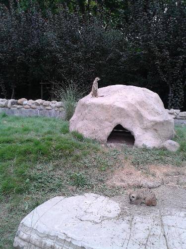 上海游记五:游上海野生动物园作文