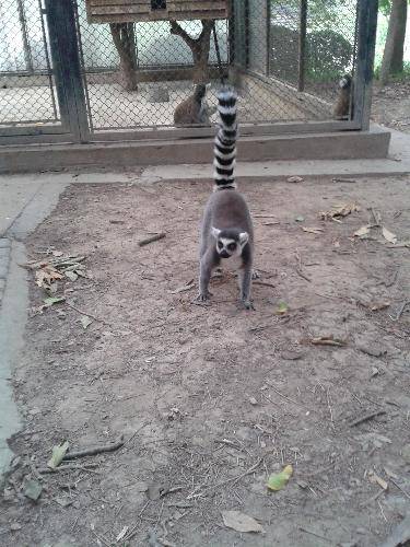 上海游记五:游上海野生动物园作文