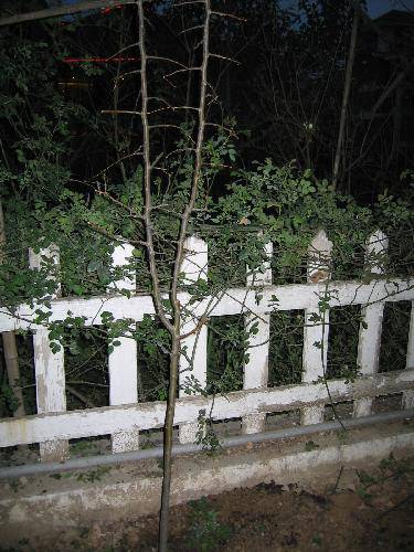 ľȢ