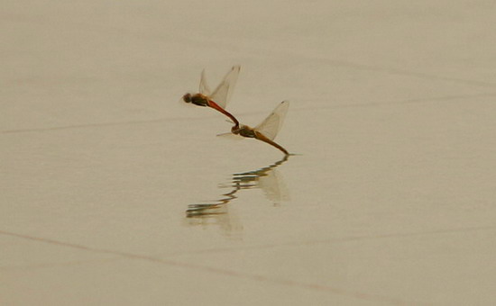 Iterator迭代器,不可浮光掠影