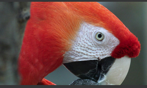 25个必须要学会的jQuery幻灯片插件教程(下)