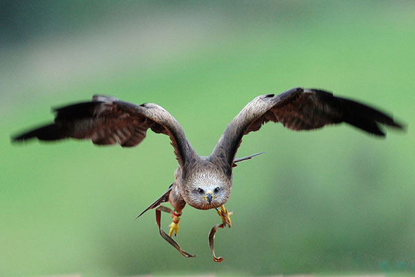 �����ĵý�������Ӱ��Ʒ��