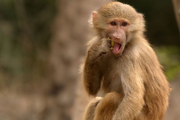 �����ĵý�������Ӱ��Ʒ��