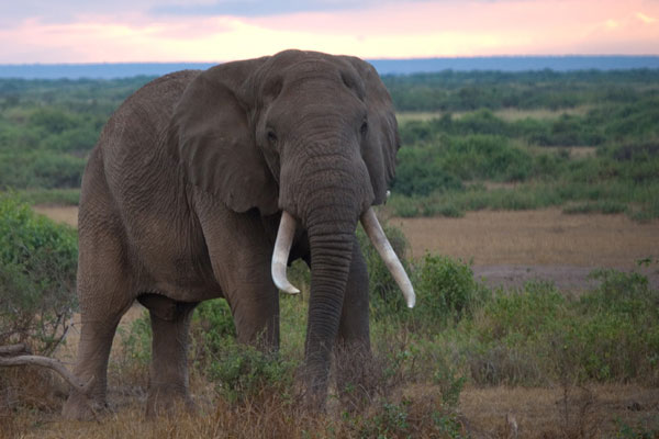 �����ĵý�������Ӱ��Ʒ��