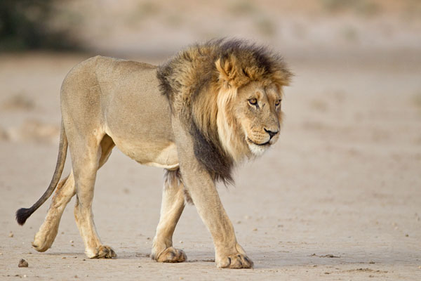 �����ĵý�������Ӱ��Ʒ��