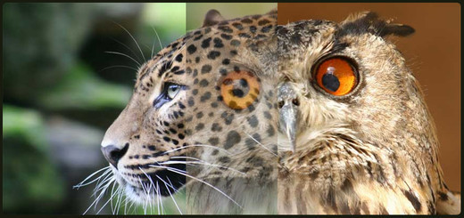 60款很酷的 jQuery 幻灯片演示和上载