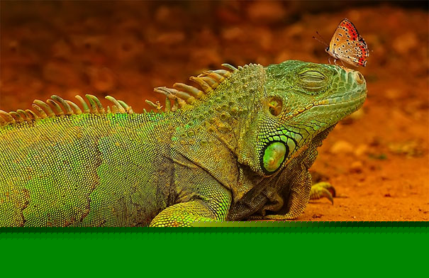 perfectly-timed-animal-pictures-5 绝对不容错开的超棒动物瞬间抓拍摄影作品