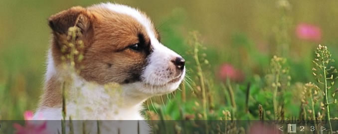 jFlow��jQuery���ݻ�����Ч�����Ӧ��