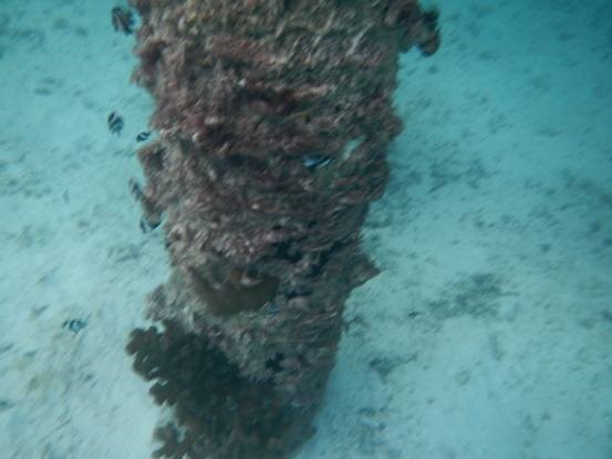 photo-media 【Dana的马尔代夫纪行】终极篇~希尔顿伊露岛~天堂之梦~各种图~(二)