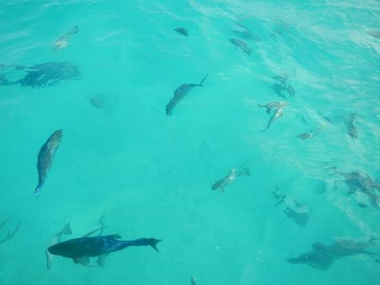 photo-media 【Dana的马尔代夫纪行】终极篇~希尔顿伊露岛~天堂之梦~各种图~(二)