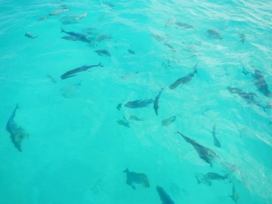 photo-media 【Dana的马尔代夫纪行】终极篇~希尔顿伊露岛~天堂之梦~各种图~(二)