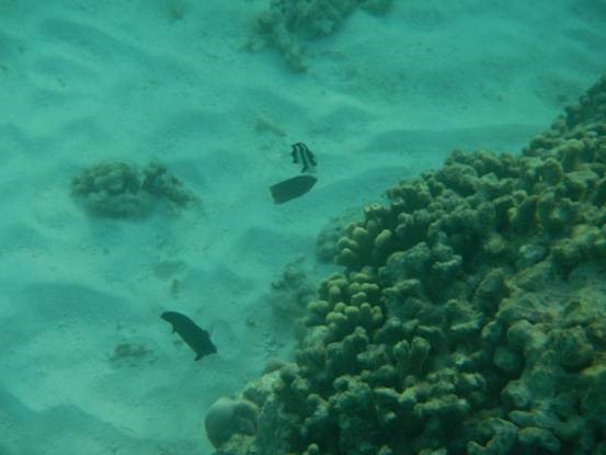 photo-media 【Dana的马尔代夫纪行】终极篇~希尔顿伊露岛~天堂之梦~各种图~(二)