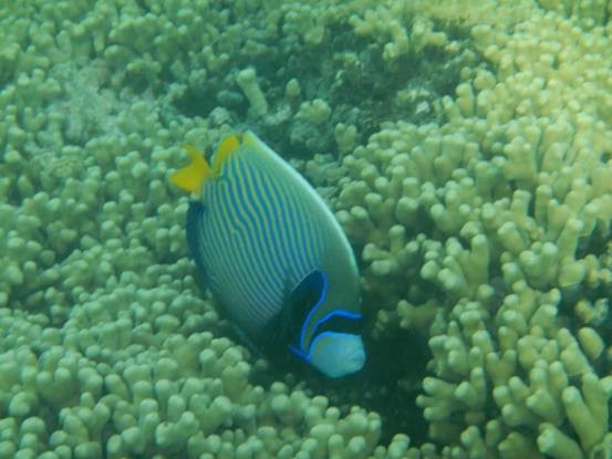 photo-media 【Dana的马尔代夫纪行】终极篇~希尔顿伊露岛~天堂之梦~各种图~(二)