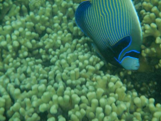 photo-media 【Dana的马尔代夫纪行】终极篇~希尔顿伊露岛~天堂之梦~各种图~(二)